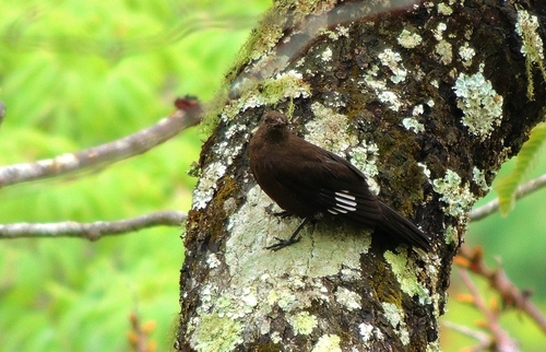 Boulder Chat (Pinarornis plumosus), photo 7