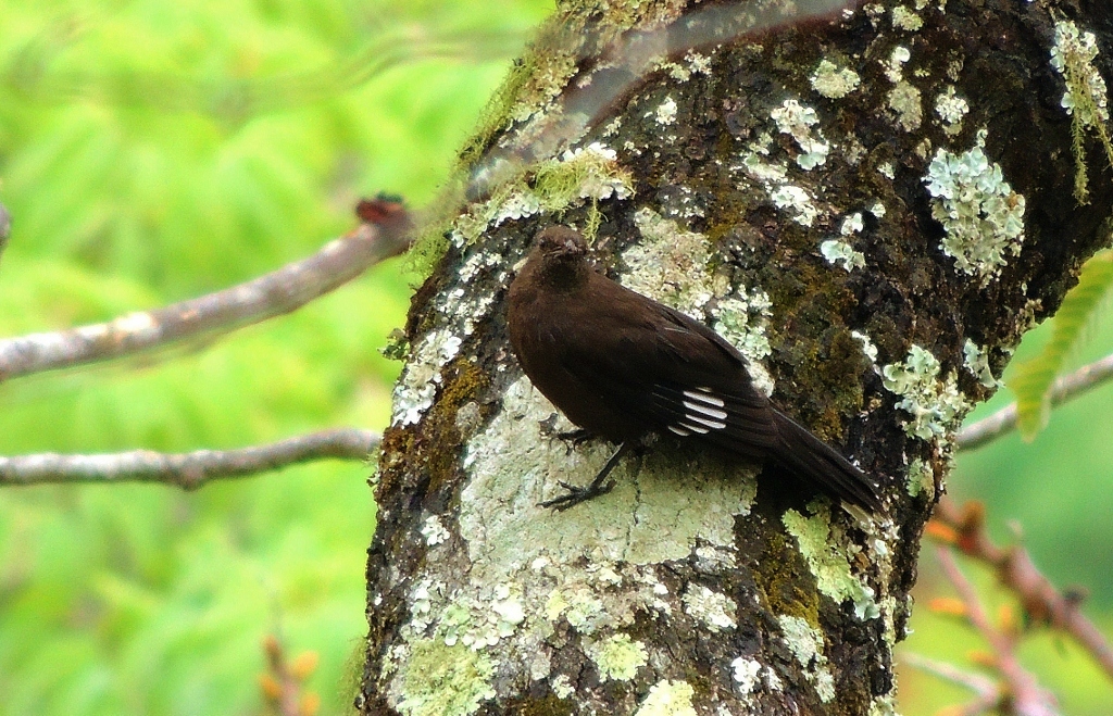 Boulder Chat (Pinarornis plumosus), photo 7