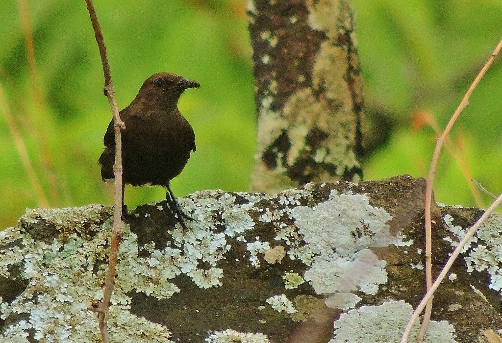 Boulder Chat (Pinarornis plumosus), photo 4