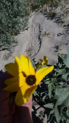 Helianthus petiolaris canescens