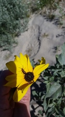 Helianthus petiolaris canescens