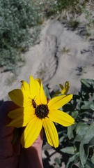 Helianthus petiolaris canescens