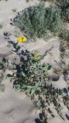 Helianthus petiolaris canescens