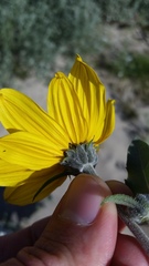 Helianthus petiolaris canescens