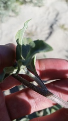 Helianthus petiolaris canescens