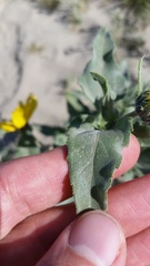 Helianthus petiolaris canescens