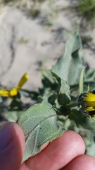 Helianthus petiolaris canescens