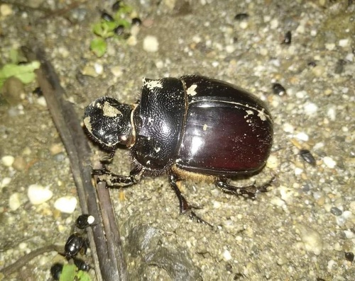 Heliocopris bucephalus