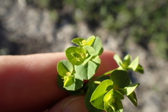 Euphorbia spathulata