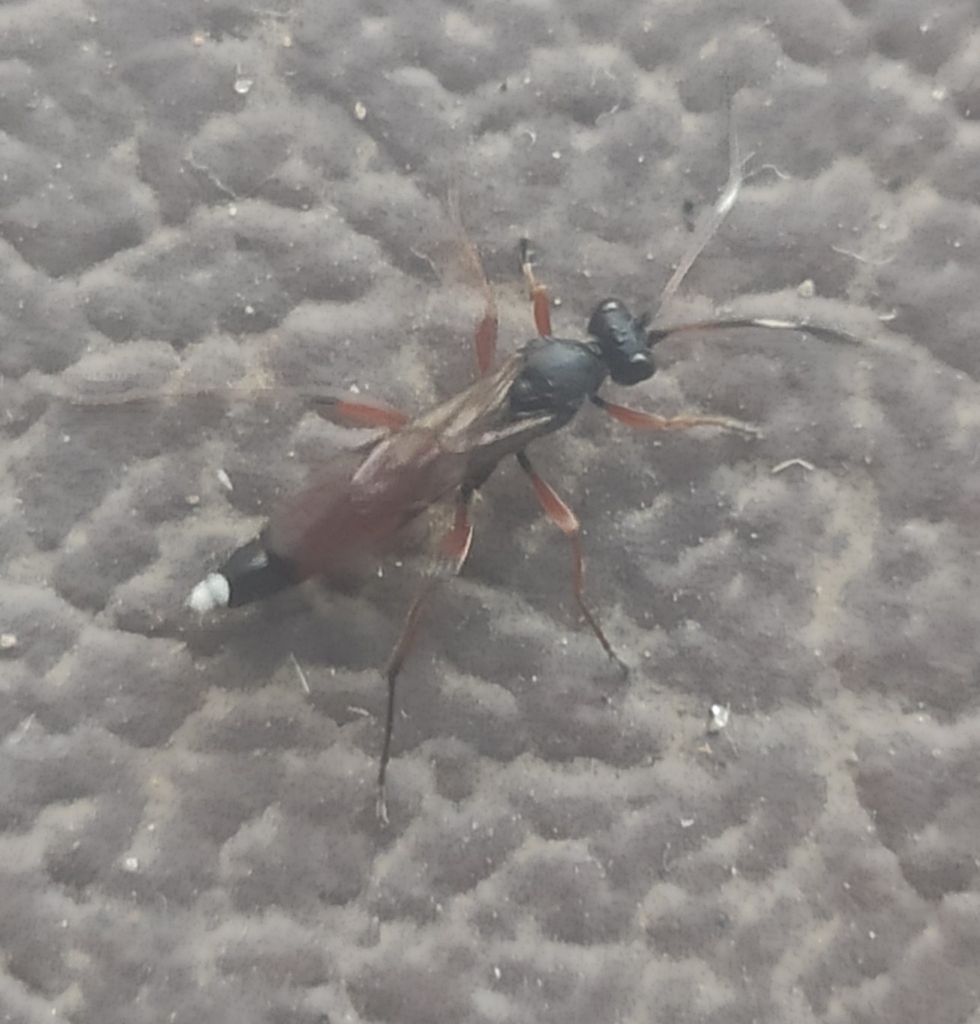 Pseudoplatylabus violentus