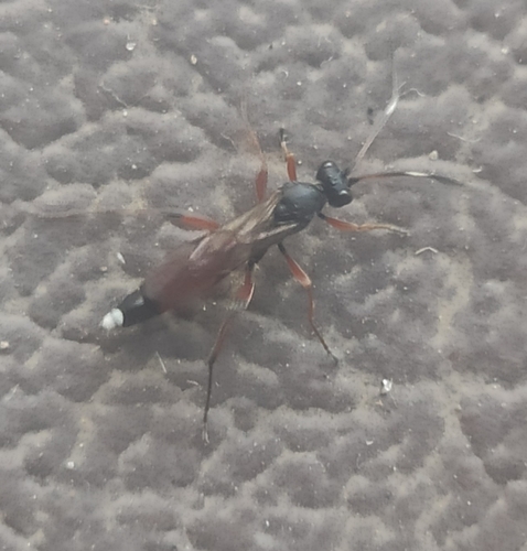 Pseudoplatylabus violentus