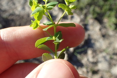 Euphorbia spathulata