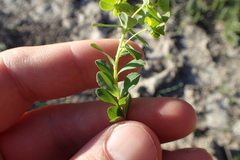 Euphorbia spathulata