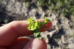 Euphorbia spathulata