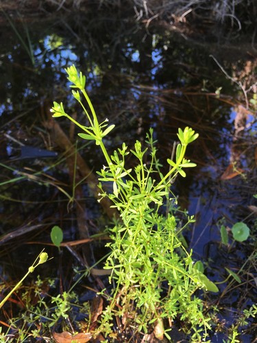 Galium tinctorium image