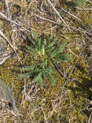 Astragalus tennesseensis