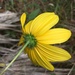 Florida Sunflower - Photo (c) Eric M Powell, some rights reserved (CC BY-NC), uploaded by Eric M Powell
