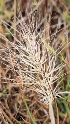 Image of Aristida Behriana (Aristida behriana) by no rights reserved
