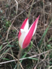 Tulipa clusiana