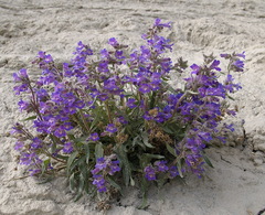 Penstemon gormanii
