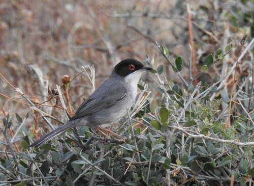 Sardinian Warbler (Curruca melanocephala), photo 9