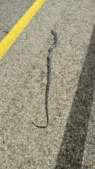 Dolichophis jugularis