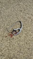 Dolichophis jugularis