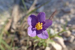 Giliastrum rigidulum