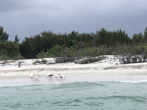 White Ibis