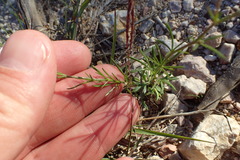 Giliastrum rigidulum