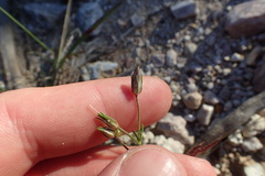 Giliastrum rigidulum