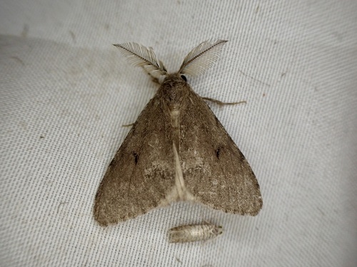 Lymantria moesta