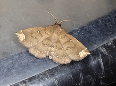 Adrapsa quadrilinealis