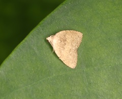 Anachrostis