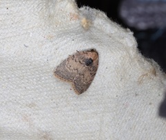 Anachrostis