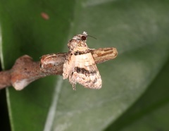 Chlumetia transversa