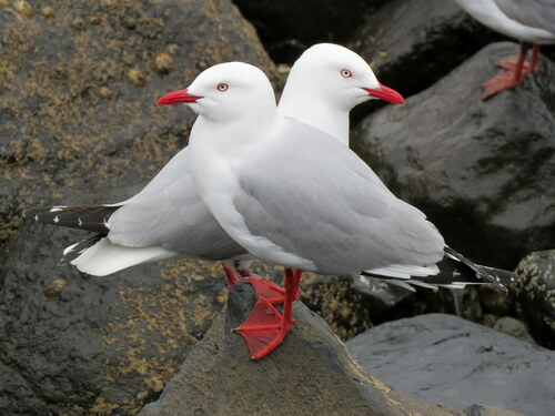 Red-billed Gull｜新西兰红嘴鸥 参考照片
