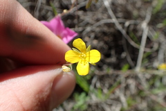 Physaria argyraea