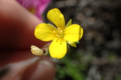 Physaria argyraea