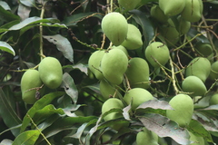 Mangifera indica image