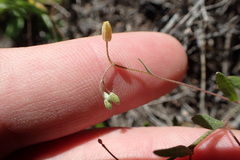 Physaria argyraea
