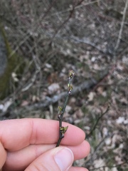 Hippocrepis emerus