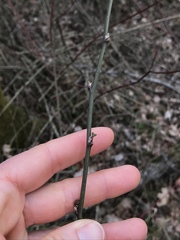 Hippocrepis emerus
