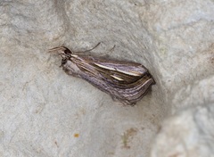 Schistorhynx argentistriga