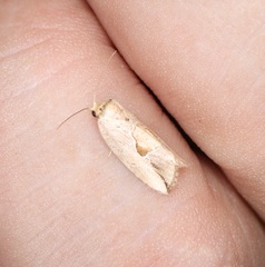 Strotihypera macroplaga