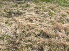 Scleria verticillata