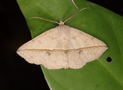 Ugia