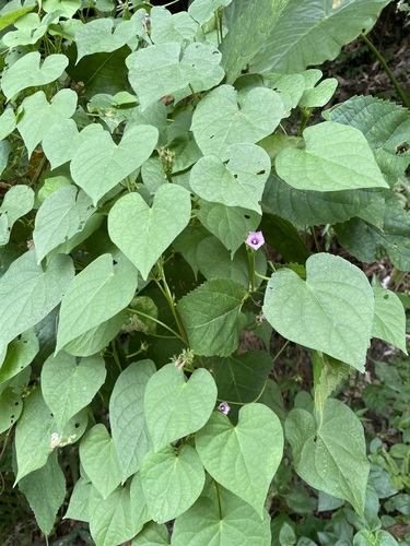 Ipomoea triloba