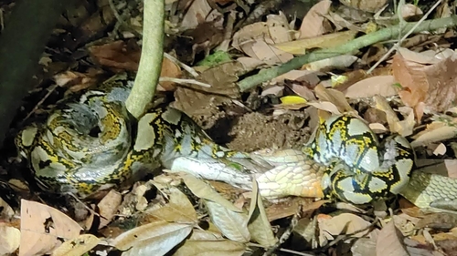 Reticulated Python, Malayopython reticulatus