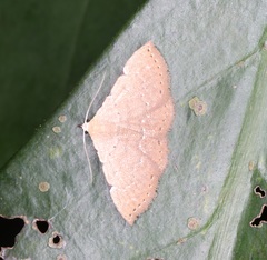 Corgatha trichogyia